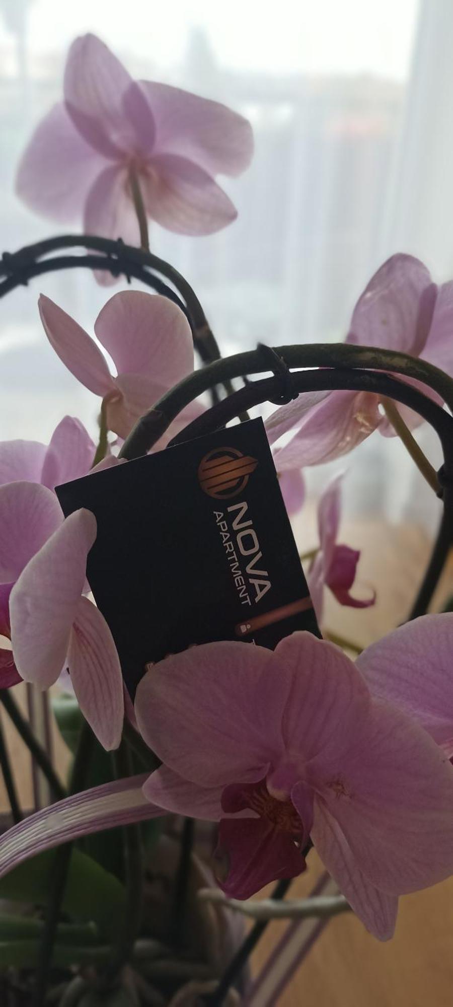 Nova Apartment 사노크 외부 사진